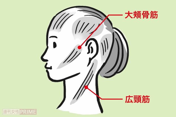 広頸筋と大頬骨筋の位置　イラスト／上田英津子