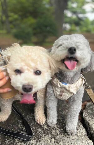 愛犬たちにもツライ酷暑。早く涼しくなるといいね……（写真提供/加藤綾菜）