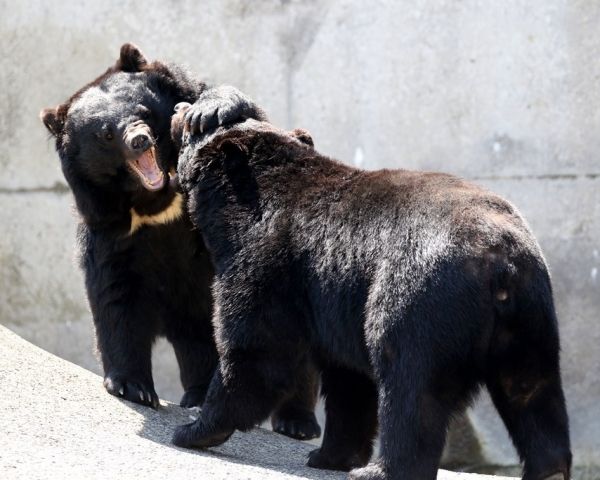 人間を怖がるクマ減少 クマから命を守るための10か条 週刊女性prime