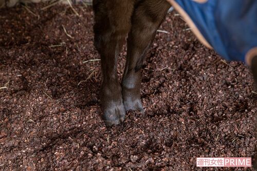 牛舎にはカカオの殻とコーヒーの皮が敷き詰められ、ほのかに甘い香りが漂う（撮影／齋藤周造）