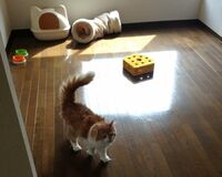 空室率が低い猫付きマンション、運用物件としても注目