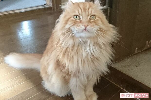 ありし日のモコオくん。連れ去られた跡にはかまぼこが落ちていたといい、餌で釣られたとみられる(上田さん提供)