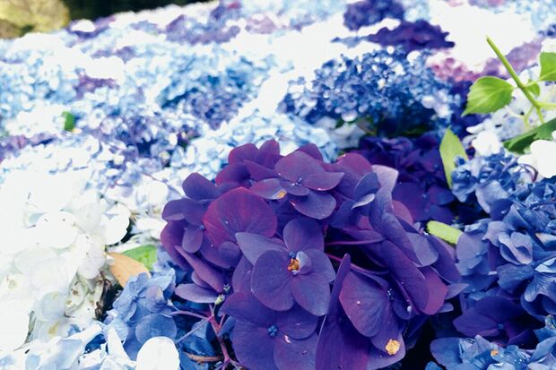 桜やぼたん同様、今年はあじさいも早く咲き始めているそう