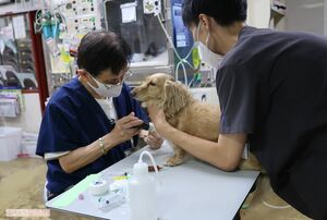 犬に点滴をするために、前足の毛を剃る小宮山院長（左）
