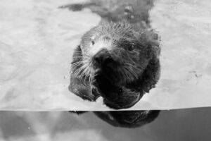 今年3月、鳥羽水族館に婿養子にきたロイズくんのぶりっ子ポーズ