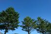 冬でも葉が落ちない常緑樹のもみの木はヨーロッパで信仰の対象になっていた(写真はイメージです)