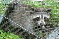 【東京23区で急増】墨田区でアライグマ出現!危険な病原体を媒介、専門家が警告する“驚きの繁殖力