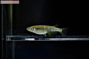 青木さんが交配して作り上げた、青木三色錦メダカ。日本観賞魚フェアで総合優勝となったメダカの血統