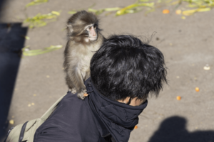 飼育員さんがやってくると、脚や腕に抱きついて離れないパンチ。時には、飼育員さんの膝の上や肩の上でごはんを食べることも(写真/読者提供)
