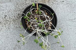 種をまいて約1週間で爆発的に成長したカイワレ。生命力を感じる