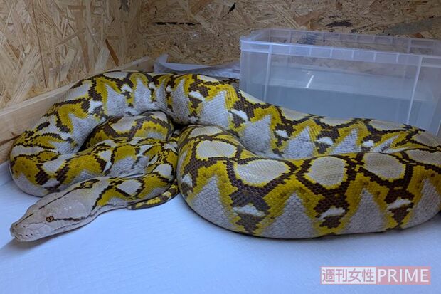 逃げ出す前のアミメニシキヘビ。譲渡先も決まっている（飼い主の男性提供）