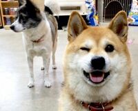 アニメにもなった柴犬ムーコ「なでてほしがる甘えん坊」