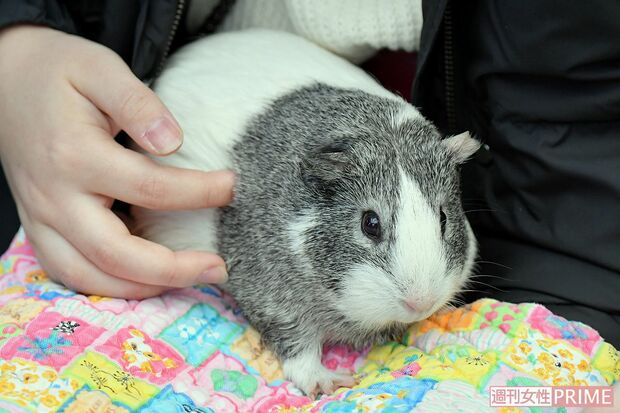 ひざの上で存分に愛（め）でる　撮影／渡邉智裕