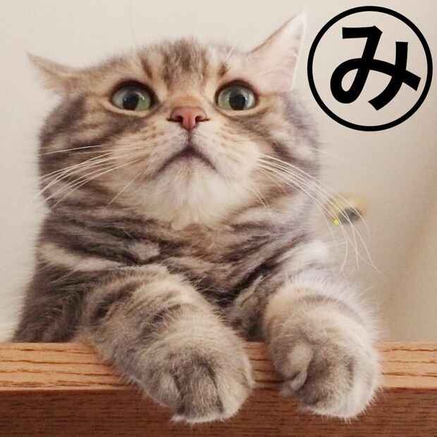 この“きなごむカルタ”と題した作品など、新作も盛りだくさん！　(c)matsumotoooooo　(c)ねこ休み展 冬 2017