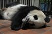 赤ちゃんを抱くシンシン(提供=上野動物園)