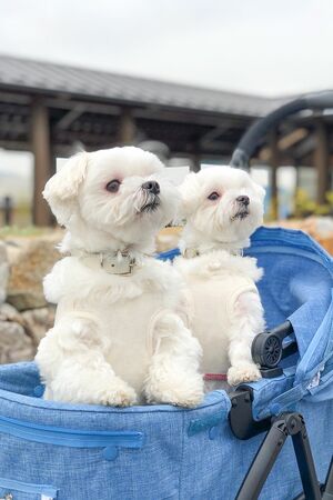息の合ったポースが可愛すぎる、インスタで人気マルチーズ兄妹 (c)おかゆさん&おもちのパパママ