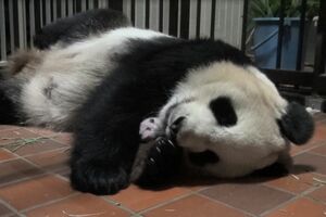 赤ちゃんを抱くシンシン（提供=上野動物園）