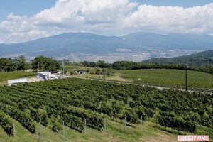 壮大な浅間山を望むヴィンヤード（ブドウ畑）