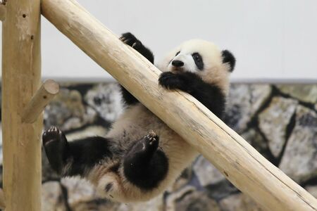 彩浜（さいひん）。2019年撮影。生後半年　写真／共同通信社