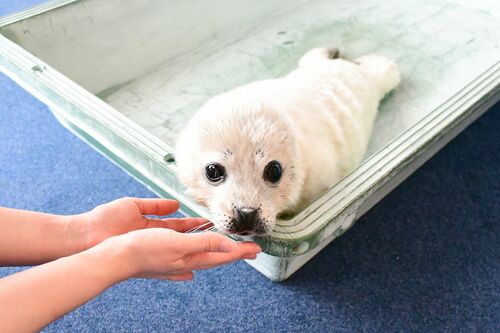 ゴマフアザラシ ココア〈4.19生まれ、♀〉