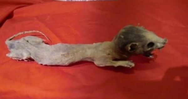 20150811 okaruto (1)