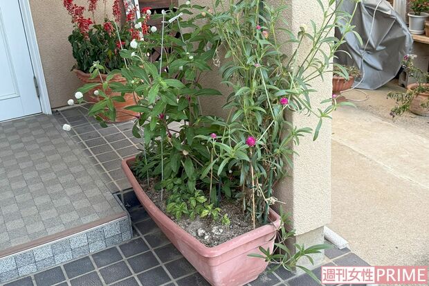《茨城・阿見町》玄関先には容疑者が育てていたというホウセンカなどの花があった