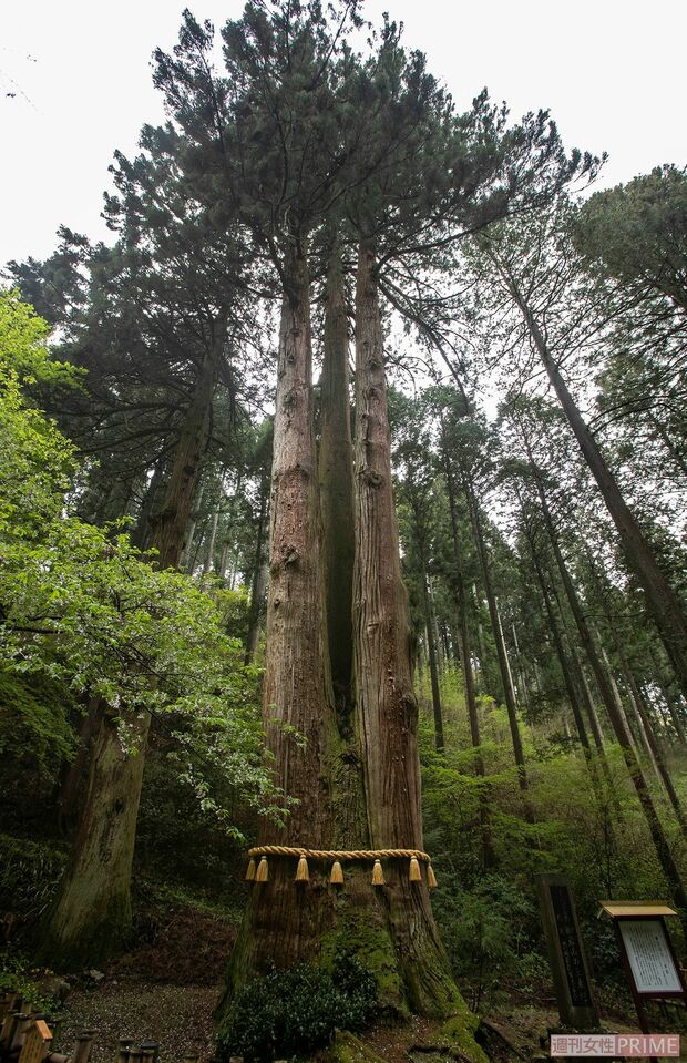 御神木の「三本杉」は推定樹齢500年。高さは50メートル　撮影／齋藤周造