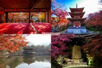【京都・奈良の絶景紅葉スポット】旅のプロ直伝!混雑を避け、朝から晩まで移動中も楽しめる紅葉狩り