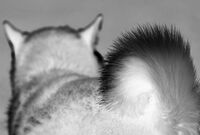 犬22匹の白骨死体と糞尿まみれの“虐待ハウス”、ご主人さまの次なる狙いは