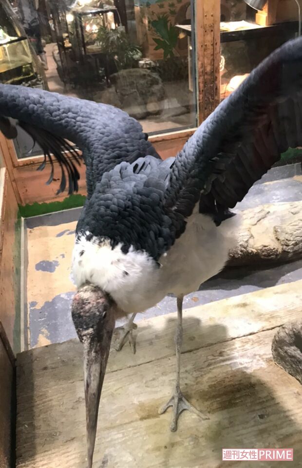 ライオンのリオンのいた展示スペースの中にはアフリカハゲコウという大型の鳥。近づくと長いくちばしでガラスをコツコツと叩き続けていた