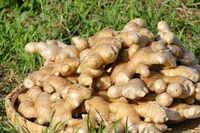 冷え改善だけじゃない!医師も推薦する万能薬「“超”蒸ししょうが」のスゴい活用法