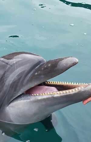 好奇心が旺盛なイルカ