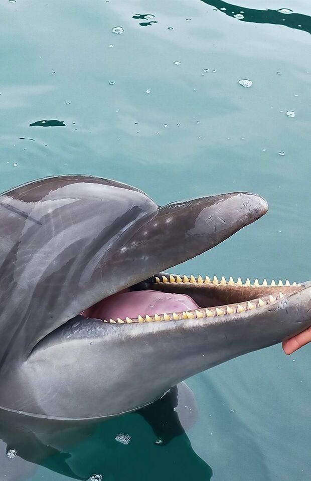 好奇心が旺盛なイルカ