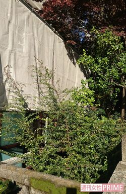 ペットたちがすむであろう中庭には木が生い茂る