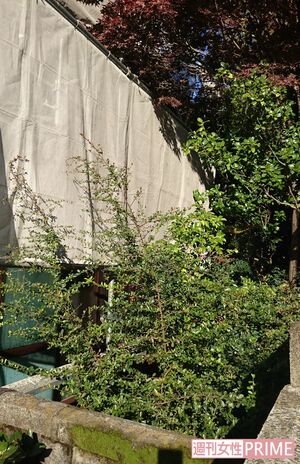 ペットたちがすむであろう中庭には木が生い茂る