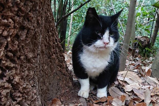 名古屋市名東区の公園で殺害された猫の生前の姿