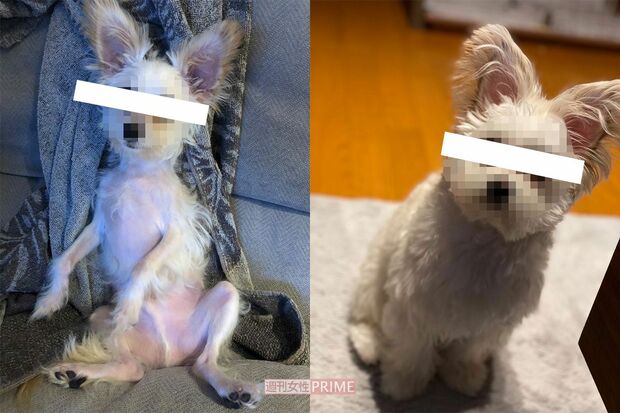 A子によって飼育放棄されたというP君（左）、小澤との同棲後に回復