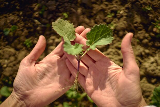 いまや危ないのは“農薬が管理されていない”日本の野菜だ