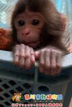 公式Xフォロワー20万人突破記念で動物園が公開したパンチくん(公式Xより)