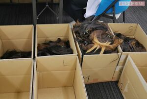 2・髪の毛は長さ別に箱に分けられ、トリートメント加工に回される