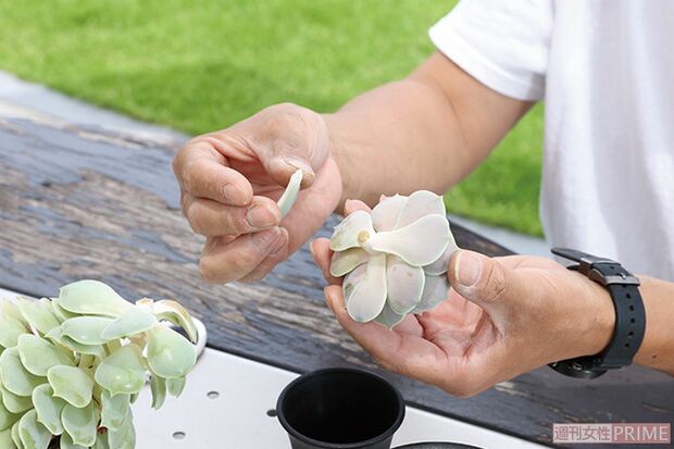 下葉をはずして切り口を乾かす