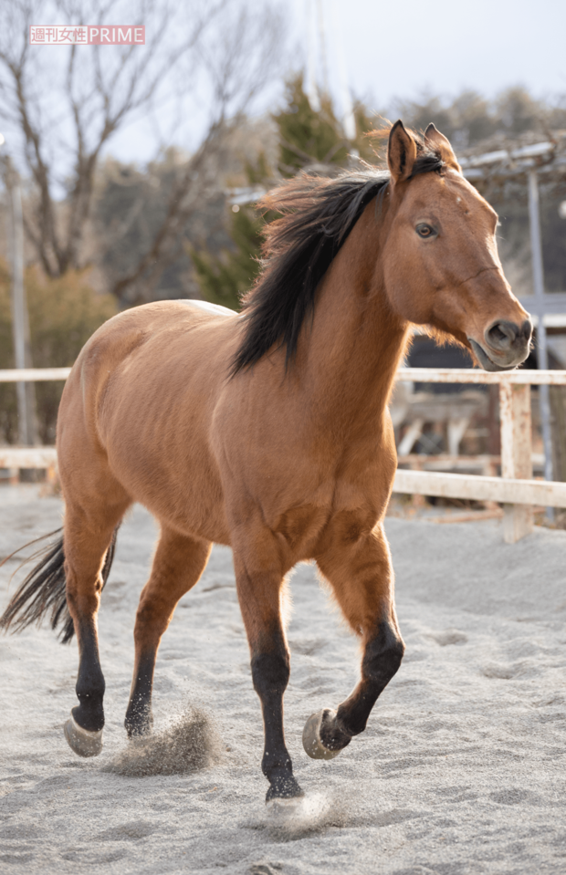 本名はワラワラ・ビッグバン。馬の種類はバンカーと同じアメリカンクォーターホース。田中さんいわく「ウチの次期エース。素直な性格ですが、時に調子に乗りすぎることも。そんなときに“コラッ”と叱るとすぐにシュンとなる（笑）。とにかく可愛げがあります」（撮影／齋藤周造）