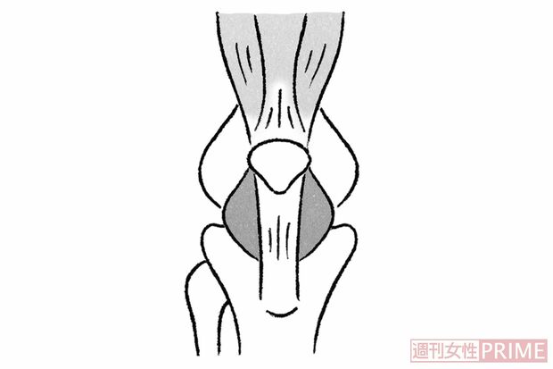 【ひざ正面図】（イラスト／日江井香）