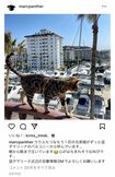 失踪した愛猫の目撃情報を求め、もう１匹の愛猫の写真を投稿したマークパンサー（本人のインスタグラムより）https://www.instagram.com/p/CpodmWGvYh8/