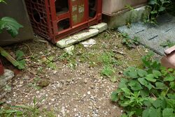 民家の庭の隅に猫の毛皮が遺棄され、ウジがわいていた