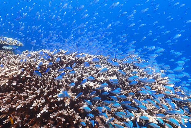 大浦湾に生息する珊瑚と亜熱帯の魚たち（牧志治氏撮影）