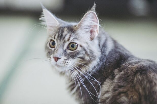 月5000円、36回ローンで買われた猫が直面した悲劇とは？