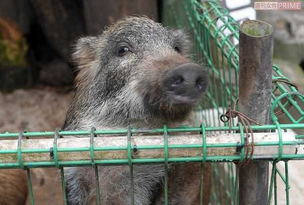 “うり坊”にメロメロになる人が続出中　撮影／渡邉智裕