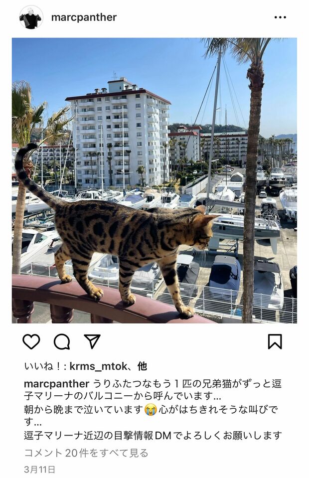 失踪した愛猫の目撃情報を求め、もう１匹の愛猫の写真を投稿したマークパンサー（本人のインスタグラムより）https://www.instagram.com/p/CpodmWGvYh8/
