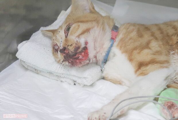 バイクにひかれ顔面が血だらけになった地域猫。痛々しい……